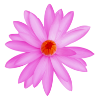 water lily on transparent background png file