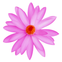 Seerose auf transparentem Hintergrund Png-Datei png