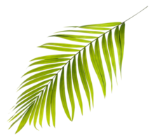 Green leaf of palm tree on transparent background png file