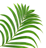 Green leaf of palm tree on transparent background png file