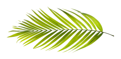 Green leaf of palm tree on transparent background png file