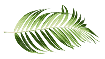 Green leaves of palm tree on transparent background png file