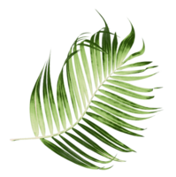 Green leaves of palm tree on transparent background png file