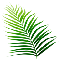 Green leaves of palm tree isolated on tranaparent background png file