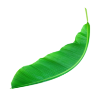 fress banana leaf on transparent background png file