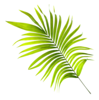 Green leaf of palm tree on transparent background png file