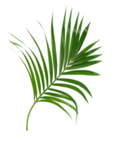 Green leaf of palm tree isolated on transparent background png file