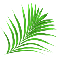 Green leaf of palm tree on transparent background png file