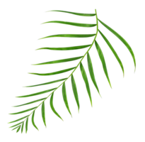 Green leaf of palm tree isolated on transparent background png file