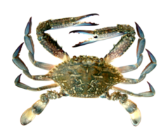 crabe bleu isolé sur fond transparent fichier png