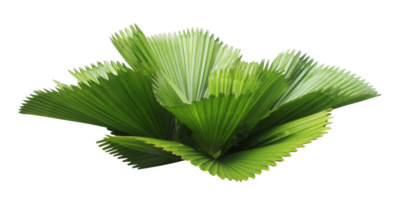 leaves of palm tree isolated on transparent background png file