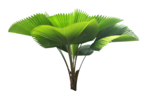 hojas de palmera aisladas en archivo png de fondo transparente
