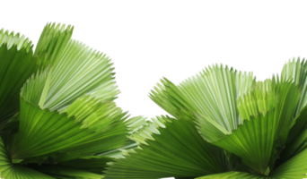 leaves of palm tree isolated on transparent background png file