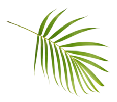 palm tree leaf on transparent background png file