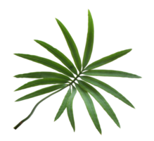 palmblad på transparent bakgrund png-fil png