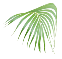 foglia di palma verde tropicale isolata su trasparente per file png di sfondo estivo