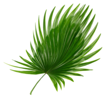 palm tree leaf on transparent background png file