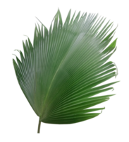 palm tree leaf on transparent background png file