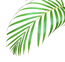 palm tree leaf on transparent background png file