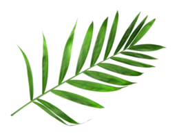 hoja de palma verde de naturaleza tropical aislada en archivo png de fondo de patrón transparente