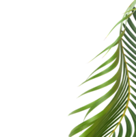 green leaf of palm tree on transparent background png file