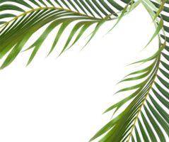 green leaf of palm tree on transparent background png file