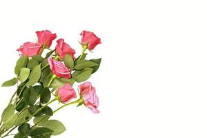 Five red roses on a white background. floral background photo
