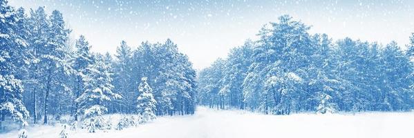 Frozen winter forest with snow covered trees. photo