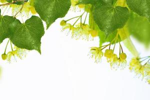 Fresh flowers and leaves of linden isolated on white background photo