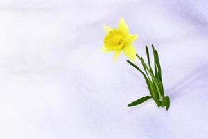 Bright colorful daffodils flowers photo