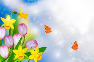 Spring flowers of daffodils. butterfly, tulip photo