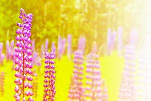 flores de lupino brillantes en el fondo del paisaje de verano. foto