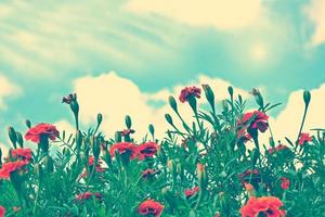 Colorful chrysanthemum flowers on a background of the autumn landscape photo