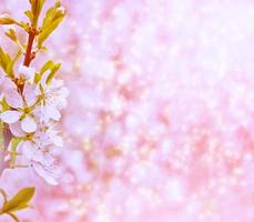 jardín de primavera árbol floreciente rosa foto