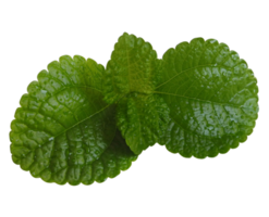 folhas frescas de hortelã verde png