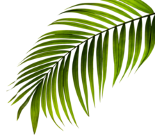 green leaf of palm tree on transparent background png file