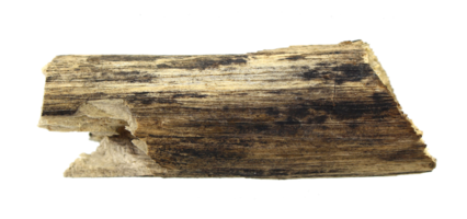 tronco de madera aislado en archivo png de fondo transparente