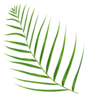 folha verde de palmeira isolada em arquivo png de fundo transparente