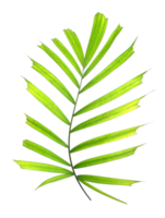 hoja verde de palmera aislada en archivo png de fondo transparente