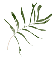 Green leaf of palm tree isolated on transparent background png file