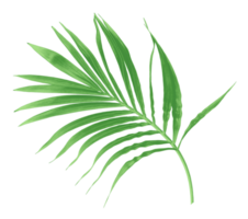 green leaf of palm tree isolated on transparent background png file