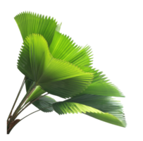 leaves of palm tree isolated on transparent background png file