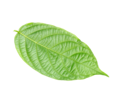 green leaf isolated on transparent background png file