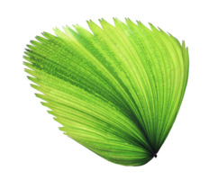 feuille de palmier soufflant vert tropical isolé sur fond transparent fichier png