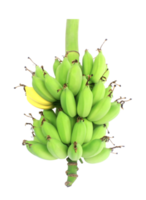 banana bunch on transparent background png file