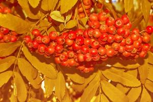 Rowan berries, Sorbus aucuparia, tree mountain ash. photo