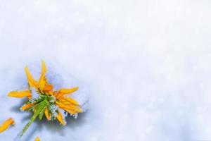 Beautiful flower in the snow and frost in the winter garden. photo