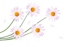 daisies summer white flower isolated on white background photo