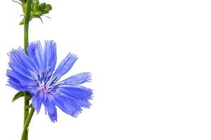 Chicory flower with leaf isolated on white background photo