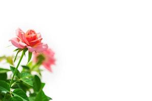 Flower bud roses on a white background photo